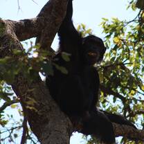 Chimpanzees in Tanzania