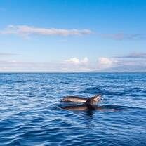 Dolphins