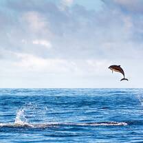 Dolphins