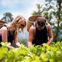 people at Tea Plantations