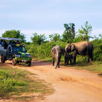 Safari with elephants