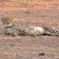 Cheetah on Mapesu Private Game Reserve
