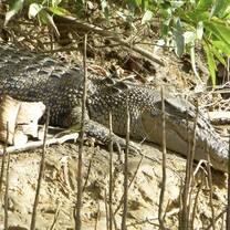 Salt Water Crocodile in the Daintree Rainforest 