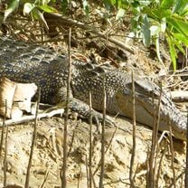 Salt Water Crocodile in the Daintree Rainforest 