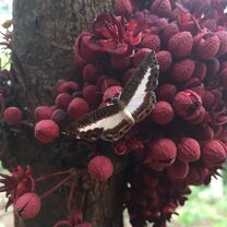 moth
