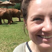 Elephants Elephant Nature Park Chiang Mai Thailand