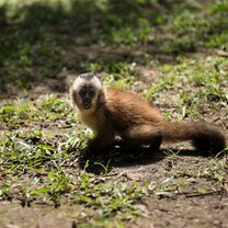 monkey