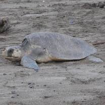 female Olive Ridley Sea Turtle