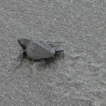 Olive Ridley hatchling