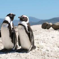 Penguins