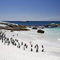 Penguins