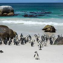 Penguins