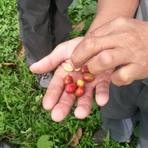 Learning about the realities of coffee fincas