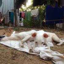 Cutest dogs ever at Sadhana Forest India