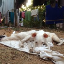 Cutest dogs ever at Sadhana Forest India