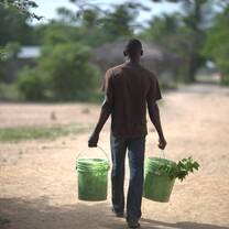 Planting Food Producing Trees