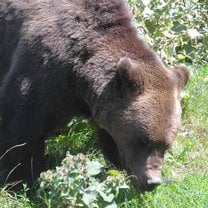 Sniffing the flowers