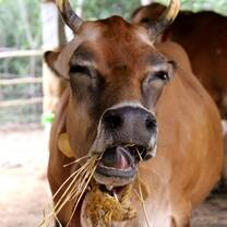 Lucille - A Member of the Sadhana Forest Goshala (vegan cow sanctuary) in India