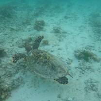 Snorkelling with turtles