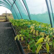 Nursery at Sadhana Forest Kenya
