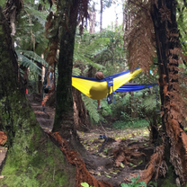 ISEP Study Abroad in the Forests of New Zealand
