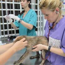 Animal Mama Intern Program Cambodia