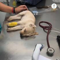 Animal Mama Intern Program Cambodia