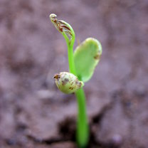 Seedling in the Nursery