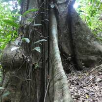 Huge tree with immense roots