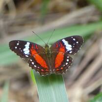 Red, black, white butterfly