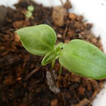 Small seedling with lush green leaves