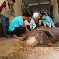 Animal Mama Intern Program Cambodia