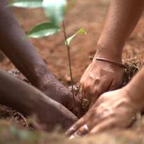 Planting Trees Together