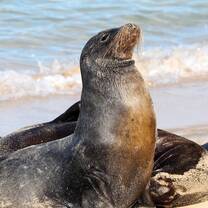 See animals on San Cristobal Island