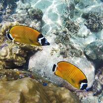 Learn conservation diving