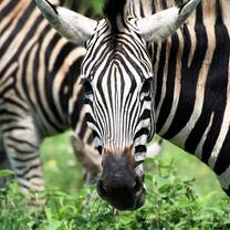 Zebra safari