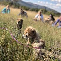 Feed and care for cheetahs