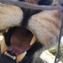 Lion conservation  Lion Time