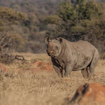 Wildlife