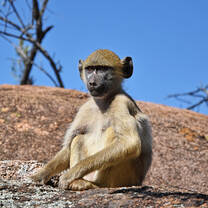 Baboon 