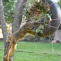 Baboon Enrichment