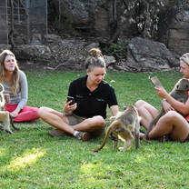 Baboons Playing