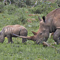 White Rhino Mum and Baby