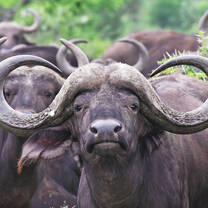 Buffalo