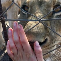 Lovely time  Lion time