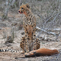 Cheetah with Kill
