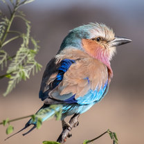 Lilliac breasted roller by Chris Jankow