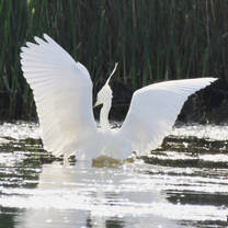 white egret in water