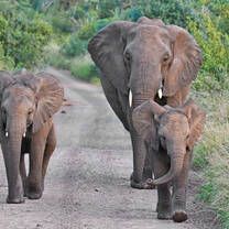 Elephant Herd