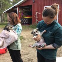 Veterinary Internships with Hetta Huskies